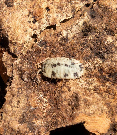 Moo cow isopod